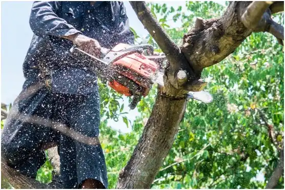 tree services Brownfield